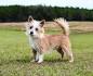 Portuguese Podengo Puppies for Sale from Reputable Dog ...
