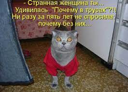 Смешные фотки про котов с надписью — Шутки юмора