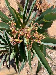 Image result for Cyphostemma hereroense