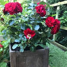 Check spelling or type a new query. Outdoor Plant Subscriptions Regular Garden Plants Delivered Nationwide