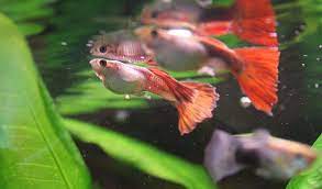 How To Treat Dropsy Or Bloating In Fish - Hygger