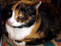 In kokomo, in, and search the available pets they have up for adoption on petfinder. Paws At Rest