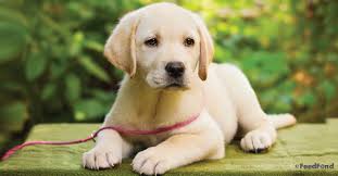 Labrador Puppy A Guide To Feeding Grooming Training