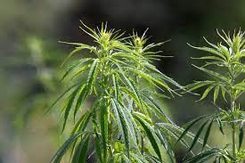Cannabis cannabis ist der lateinische wissenschaftliche name der hanfpflanze und wird im volksmund auch als sammelbegriff für die. Hanf Wikipedia