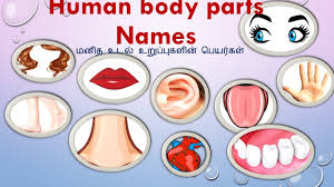Parts of body in tamil. Human Body Parts Name In Tamil And English With Images à®®à®© à®¤ à®‰à®Ÿà®² à®‰à®± à®ª à®ª à®•à®³ Youtube Create Youtube