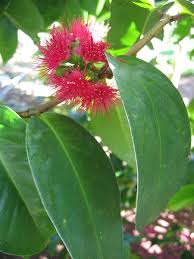 Image result for Syzygium niassense