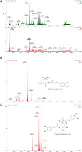 Image result for Dicoma anomala