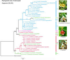 Johnny sibirtzeff age 82 of port jervis, ny passed away july 7, 2021 at the kaplan family residence, newburgh, ny. Frontiers Phylogeographic Analysis And Genetic Structure Of An Endemic Sino Japanese Disjunctive Genus Diabelia Caprifoliaceae Plant Science