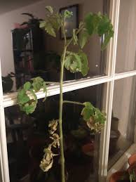 This is usually caused by variable temperatures at night, or aphid attack. Tomato Leaves Curling Turning Brown From The Edges And Falling Off What Is Causing This Horticulture