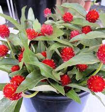 Gomphrena Red Globe Amaranth Annual Flowers Summer Plants