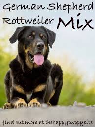 They do not usually get along very well. German Shepherd Rottweiler Mix Breed Facts Information