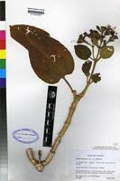 Image result for Dissotis trothae