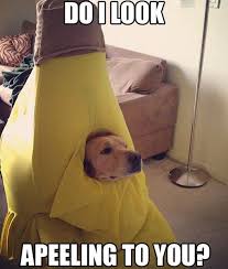 Best Halloween Dogs In Costume Funny Dog Memes Dog Memes Dog Halloween