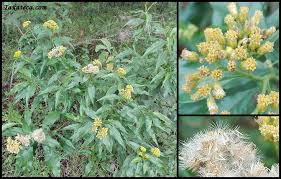 Image result for Psiadia punctulata