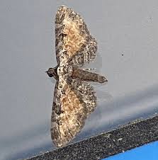 Image result for Eupithecia icterata