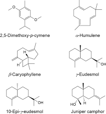 Image result for Laggera gracilis