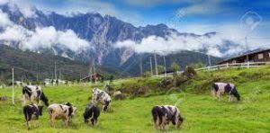 These trail routes are from panalaban. 7 Things To Do In Kundasang Sabah In 2019
