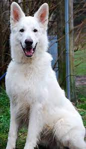 Its coat is medium in length and can be either gold, silver, black sable or cream. White German Shepherd White German Shepherd Dogs German Shepherd Puppies