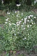 Image result for Fagopyrum snowdenii