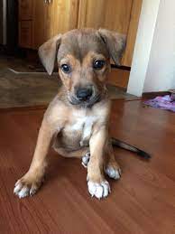 This relatively new crossbreed is also known as the chibo terrier, chibo, bochi, boston huahua and bohuahua. Terrier Mix Terrier Mix Dogs Chihuahua Terrier Puppy Breeds