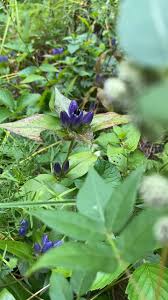 Image result for Rothmannia fischeri