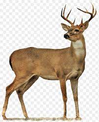 Deer Clipart Png Deer Free Png Transparent Background Images Free Download 644 794 Png Download Free Transparent Backgroun Whitetail Deer Deer Moose Deer
