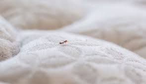 Comment savoir si les punaises de lit ont disparu ? (Guide) — AlloPunaise