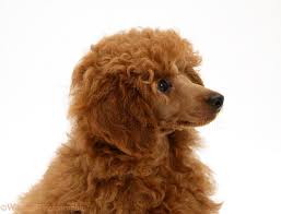 Red standard poodle puppies for sale uk. Free Download Wp17190 Red Toy Poodle Pup Reggie 12 Weeks Old 1311x1000 For Your Desktop Mobile Tablet Explore 48 Toy Poodle Wallpaper Standard Poodle Wallpapers Pink Poodle Wallpaper Free Poodle Puppy Wallpapers