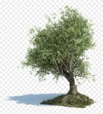 Free for commercial use no attribution required high quality images. Olive Tree Old Olive Tree Png Free Transparent Png Clipart Images Download