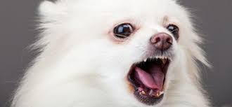 Bellt und jault der eigene hund, kann es passieren, dass sich die nachbarn beschweren. Sollten Kleine Hunde Bellen Durfen