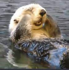 Funny Animals Good Morning Gif Funnyanimals Goodmorning Wakingup Discover Share Gifs Funny Animals Cute Animals Cuddly Animals