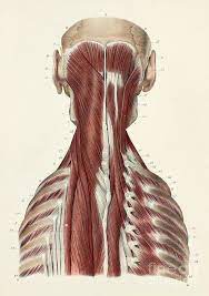 The back muscles stabilize and move the vertebral column, and are grouped according to the lengths and direction of the fascicles. Third Layer Of Back And Neck Muscles Photograph By Science Photo Library