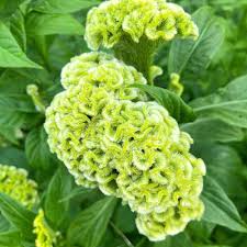 Image result for Celosia nervosa