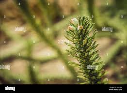 Image result for Monadenium lugardiae