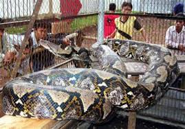 Maybe you would like to learn more about one of these? Kumpulan Foto Ular Terbesar Di Dunia Ak47