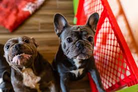 Get connect with vetted french bulldog breeders in la and find the perfect frenchie puppy. French Bulldog Puppies Los Angeles 188 Photos 130 Reviews Pet Breeders 3011 W Ball Rd Anaheim Ca Phone Number