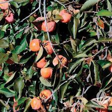 Media in category trees in louisiana. Louisiana Trees Saxon Becnel Sons