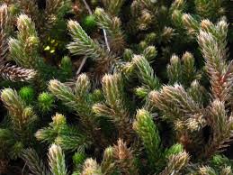 Image result for Selaginella afrorum