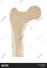 Maybe you would like to learn more about one of these? Bone Cross Section Image Photo Free Trial Bigstock
