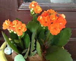 Small indoor flowering plants in india. 20 Permanent Flowering Plants In India That Live All Year Perennials