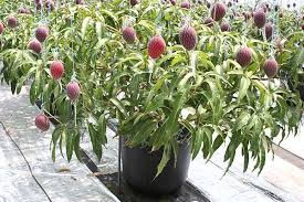 Pennsylvania is full of sprawling forests that are home to some truly beautiful trees! Potted Mango Tree Mangoes Are One Of The Most Popular Fruits In The World Consumed Most Commonly Worldwide An Mango Tree How To Grow Mango Mango Tree In Pot