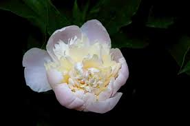 If you're looking for plants that deer won't eat, then so look for highly fragrant plants like onions, garlic, fennel, peonies, tansy, yarrow, and russian sage, for example. Try These Plants That Are Beautiful And Deer Resistant Triblive Com