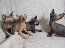 Contact mexican hairless for sale philippines on messenger. Sphynx Cats For Sale Craigslist Petswall