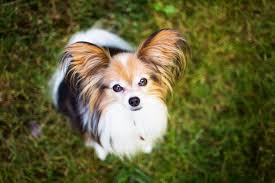 Dob aug 18 2018 minnie & binks siblings, willing to separate litter box trained good with other pets, we have dogs. Papillon Adoption And Rescue Lovetoknow