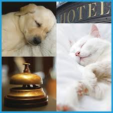 The cat (felis catus) is a domestic species of small carnivorous mammal. Become A Pet Hotel Owner