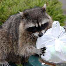 How to get rid of raccoons in the backyard. How To Get Rid Of Raccoons Updated For 2020
