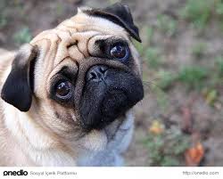 Keder Ve Izdirapla Can Ciger Kuzu Sarmasi Olmus 19 Huzunlu Pug Pug Pug Meme Pug Kopekler