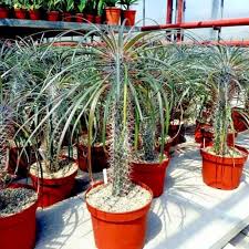 Image result for Pachypodium