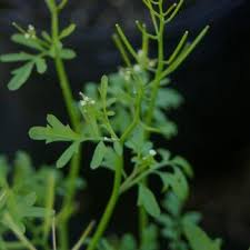 Image result for Cardamine