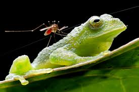 Image result for Centrolene heloderma